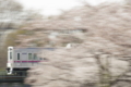 [桜][鉄道]