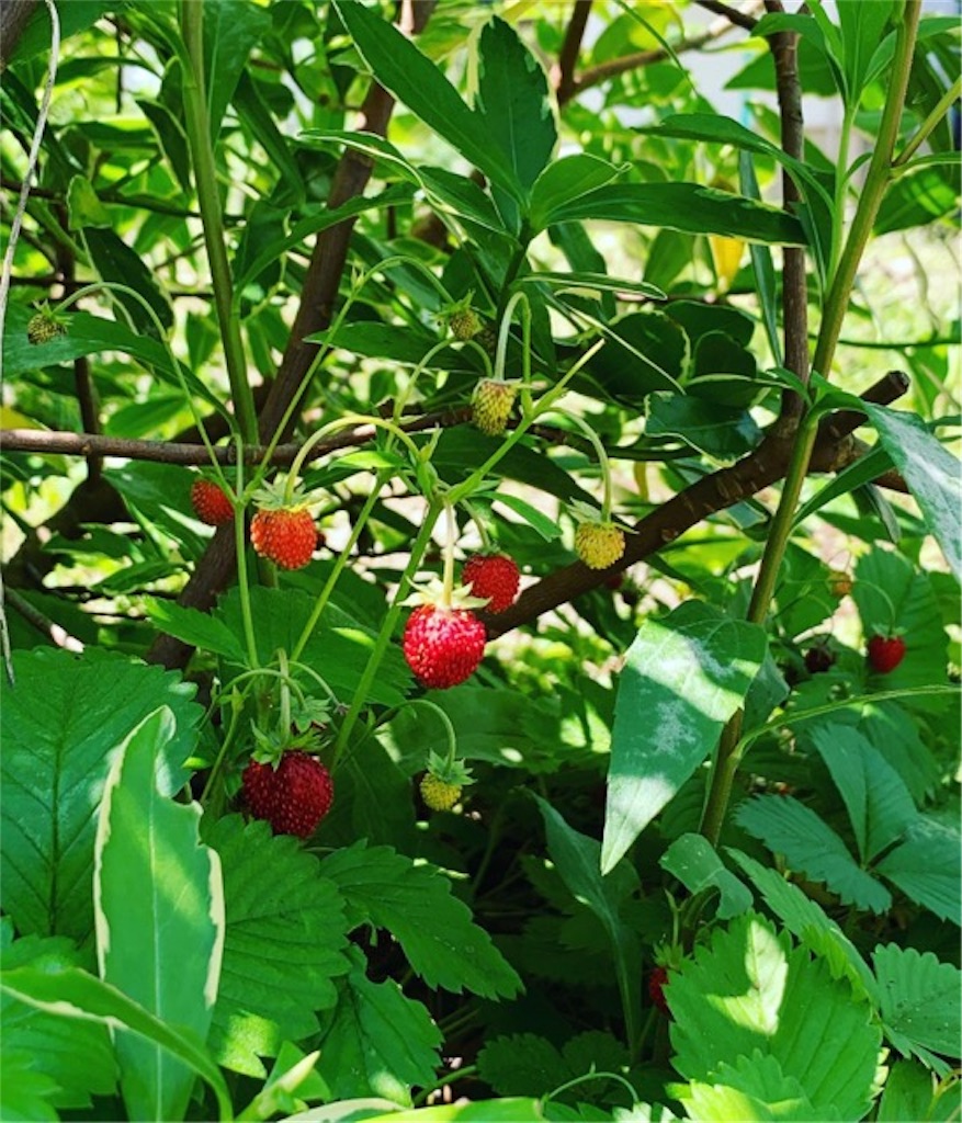 f:id:ametutsi:20190613171657j:image
