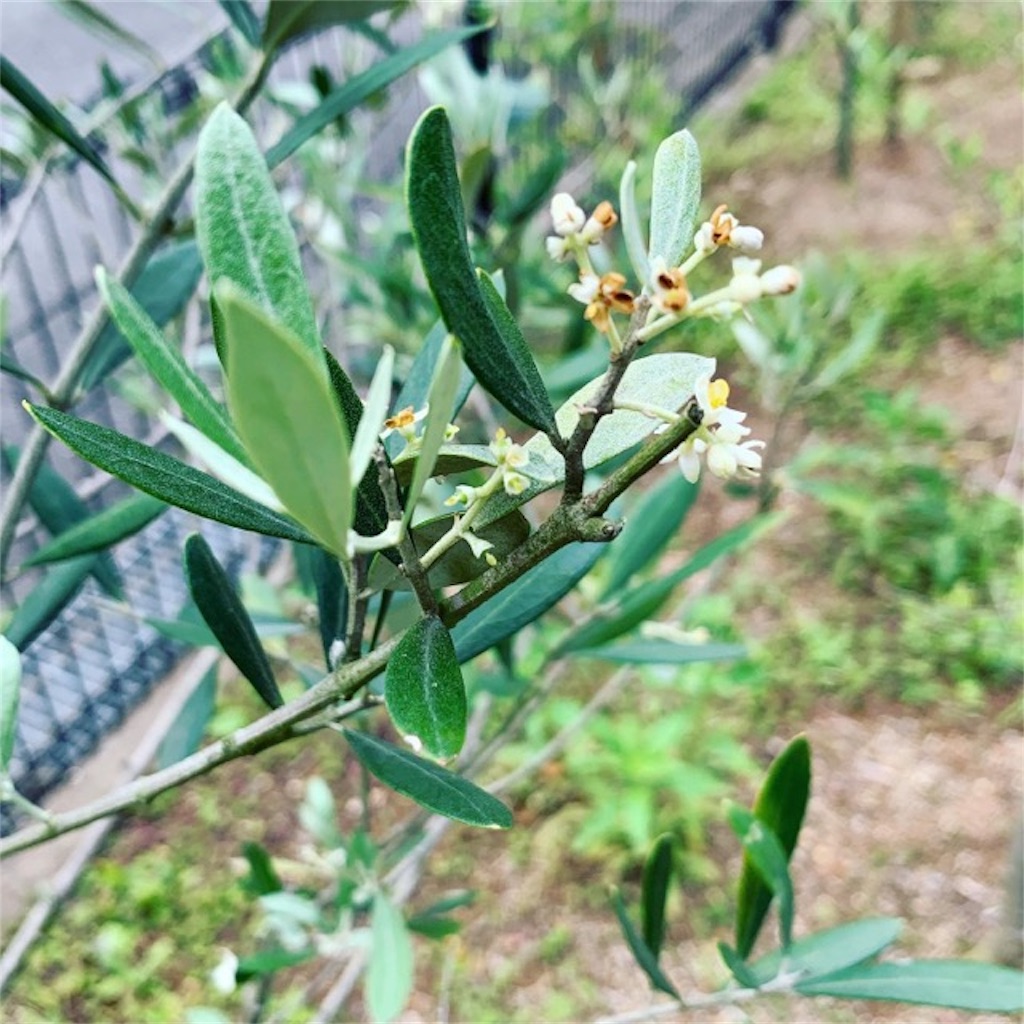 f:id:ametutsi:20190620124440j:image