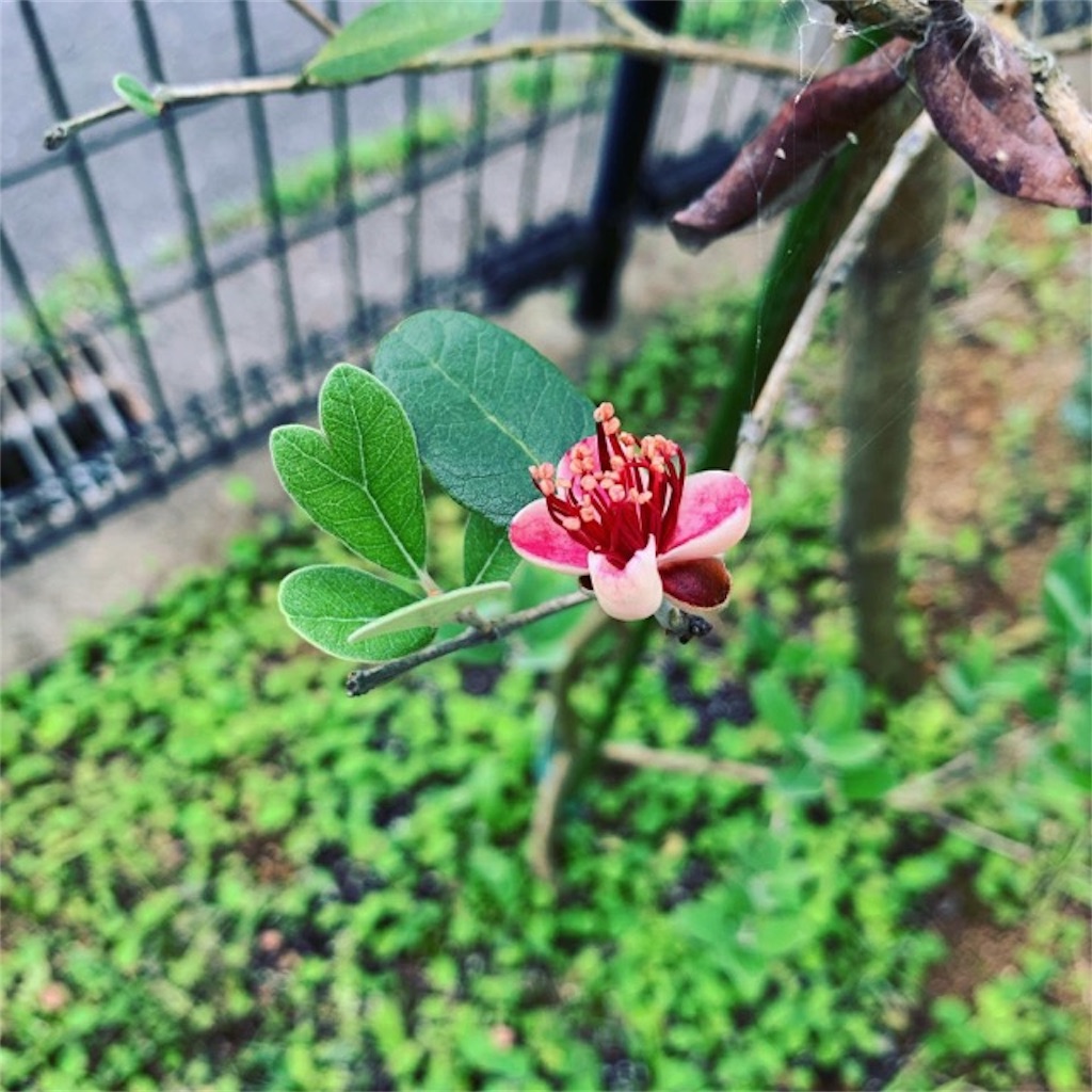 f:id:ametutsi:20190620124447j:image