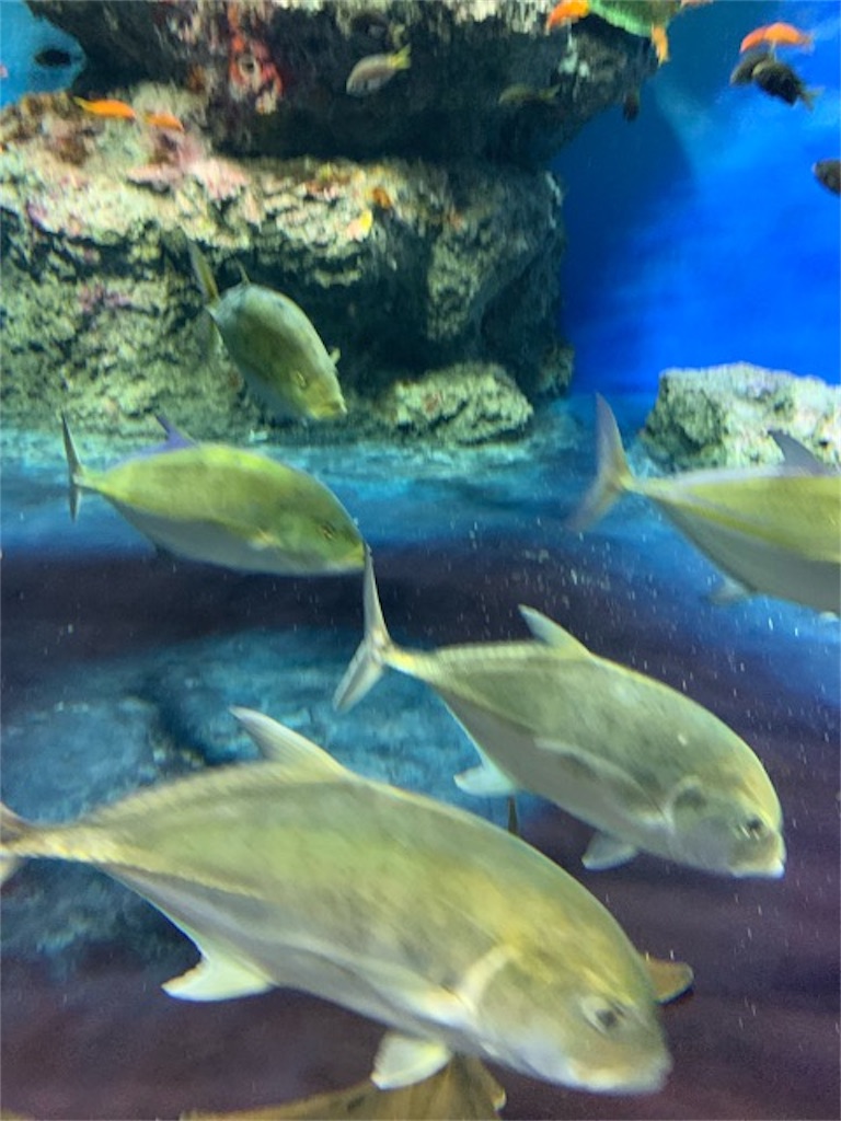f:id:ametutsi:20190715230526j:image