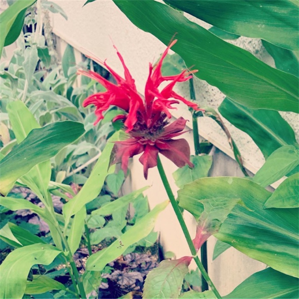 f:id:ametutsi:20190716231357j:image