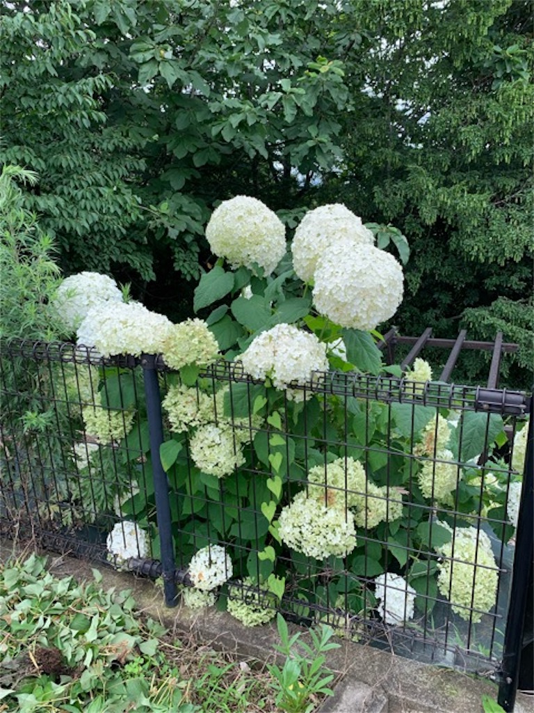 f:id:ametutsi:20190716231409j:image