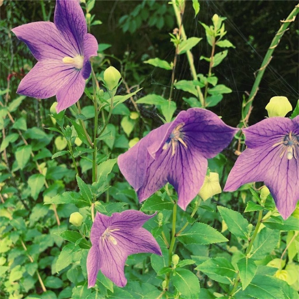 f:id:ametutsi:20190716231418j:image