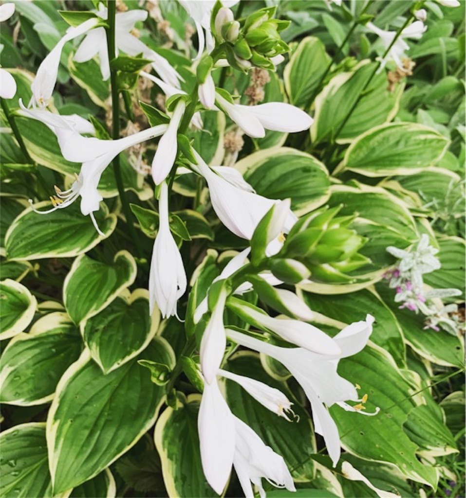 f:id:ametutsi:20190818064633j:image f:id:ametutsi:20190818064633j:image