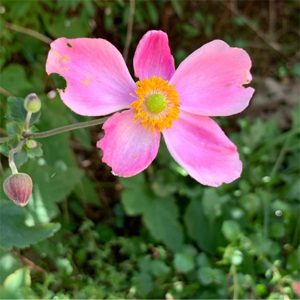 f:id:ametutsi:20190826170928j:image