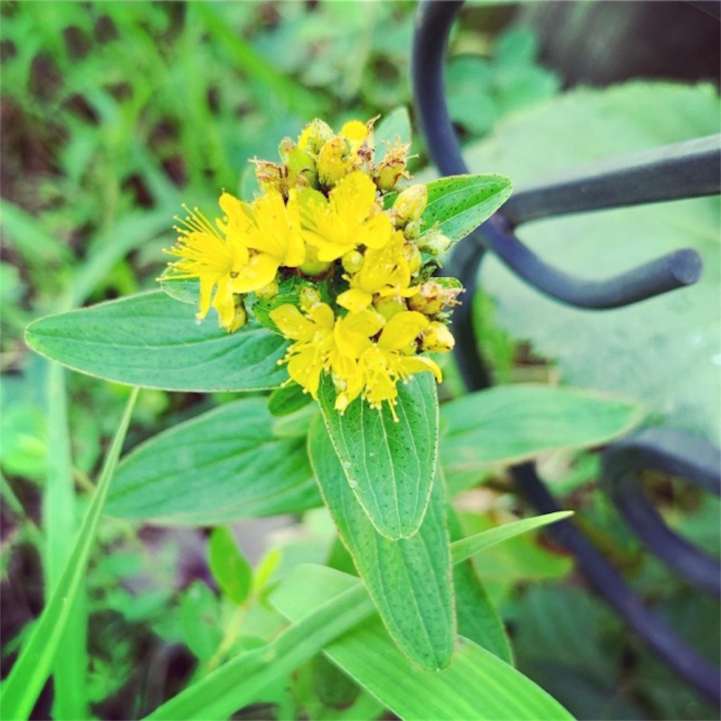 f:id:ametutsi:20190826171047j:image