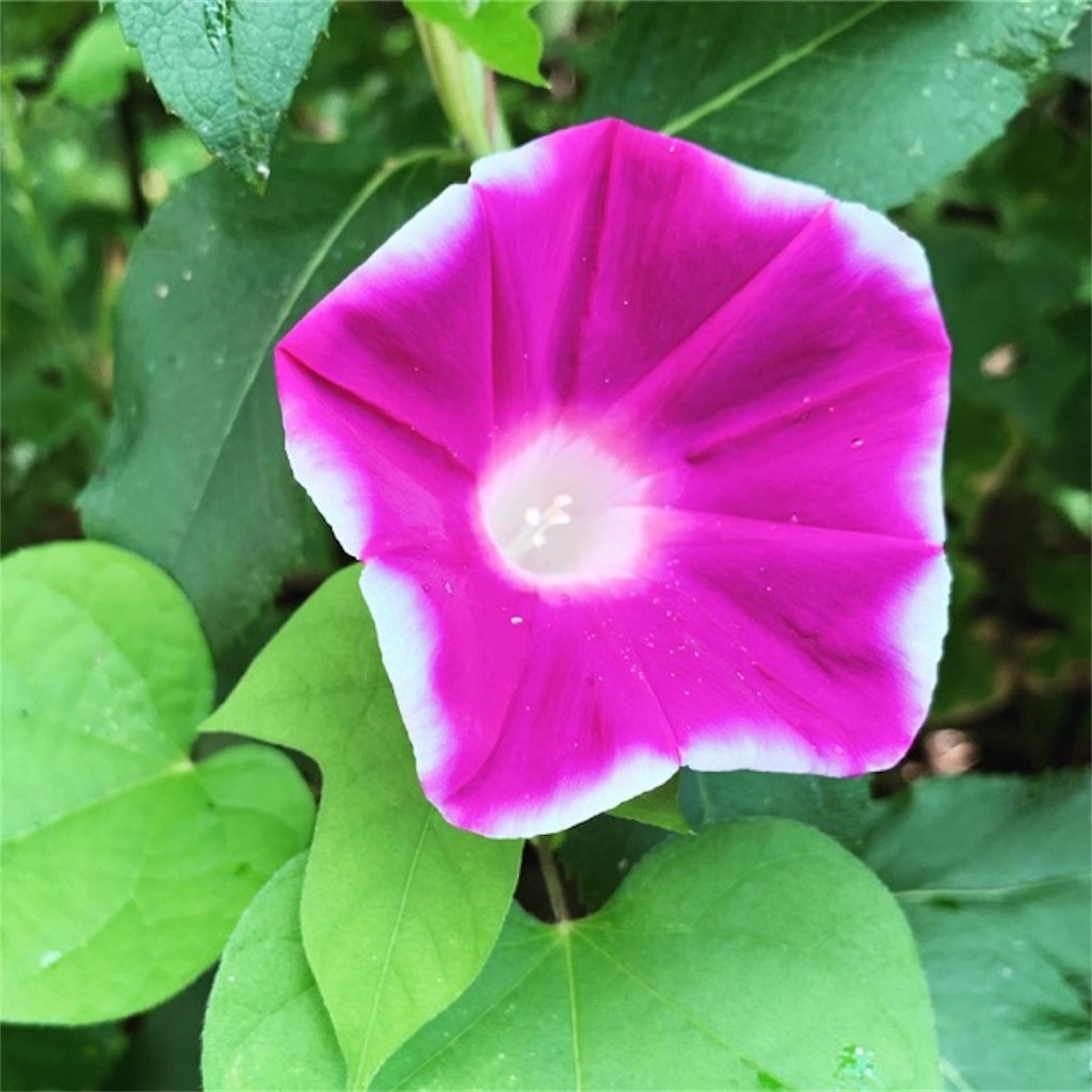 f:id:ametutsi:20190826171050j:image