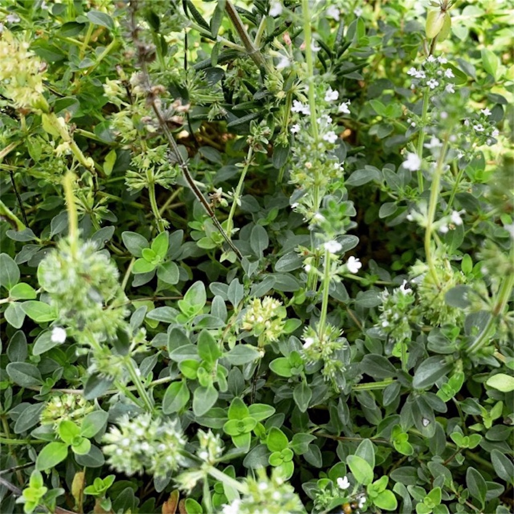 f:id:ametutsi:20190826171055j:image