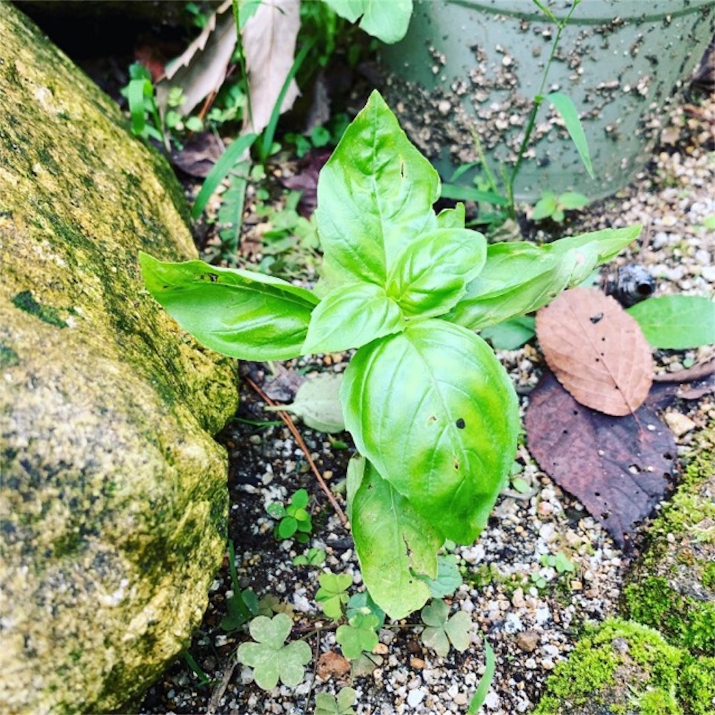 f:id:ametutsi:20190921222952j:image