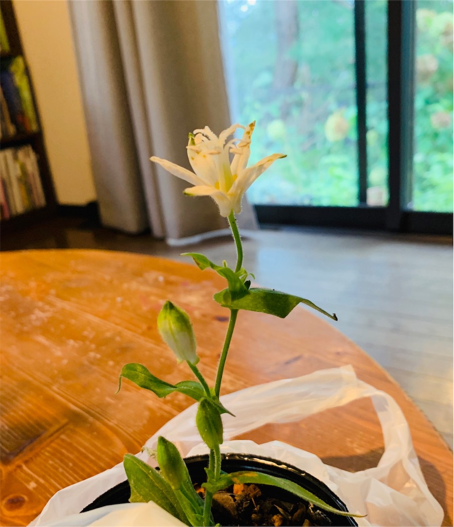 f:id:ametutsi:20191008172239j:image