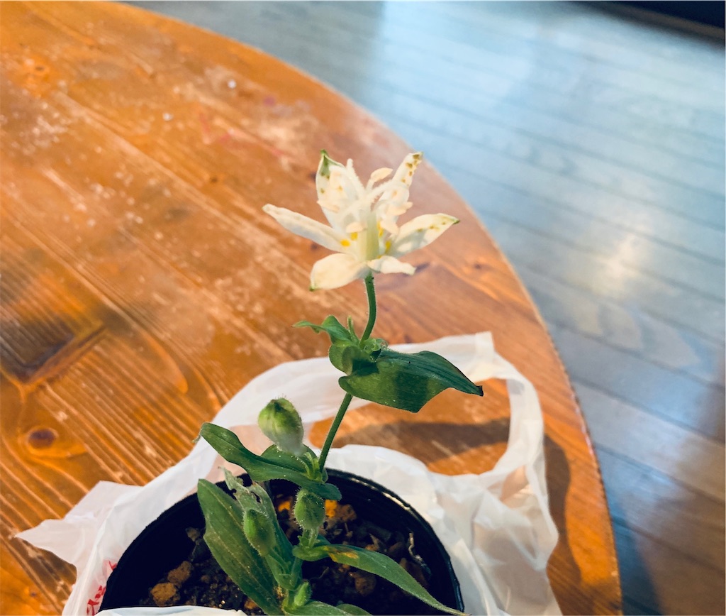 f:id:ametutsi:20191008172246j:image