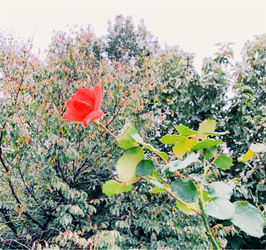 f:id:ametutsi:20191011234608j:image