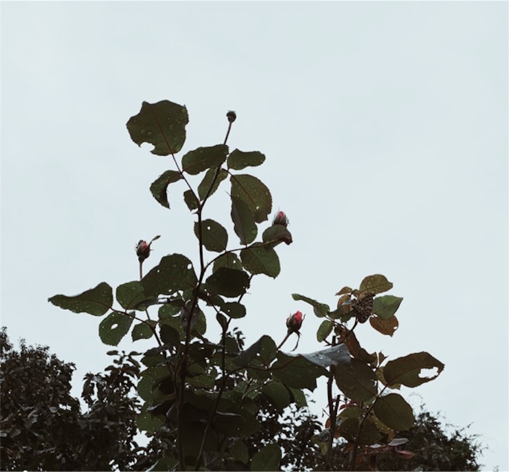 f:id:ametutsi:20191011235642j:image
