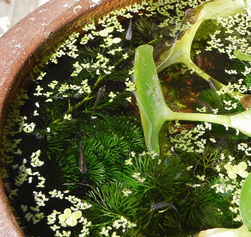 f:id:amezakurakka:20121116181110j:image f:id:amezakurakka:20121116181110j:image