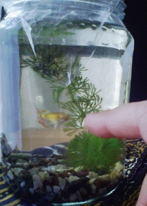 f:id:amezakurakka:20121119100426j:image f:id:amezakurakka:20121119100426j:image