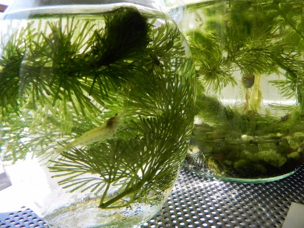 f:id:amezakurakka:20130220161625j:image f:id:amezakurakka:20130220161625j:image