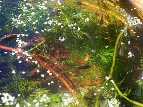 f:id:amezakurakka:20130220162035j:image f:id:amezakurakka:20130220162035j:image