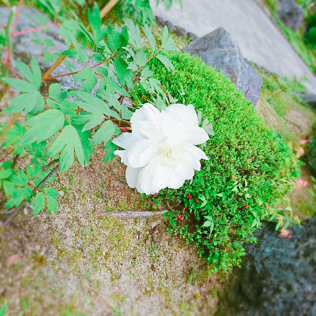 f:id:amgmc:20180430181434j:image