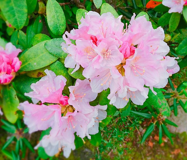 f:id:amgmc:20180430181500j:image