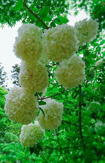 f:id:amgmc:20180503181501j:image