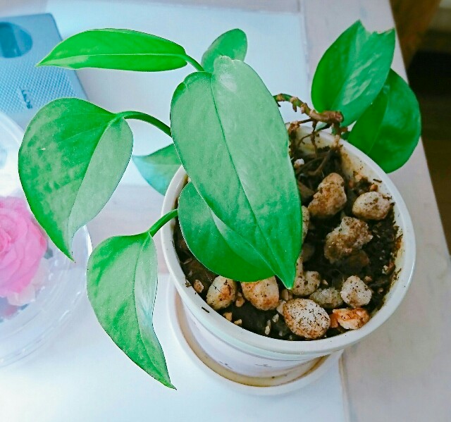 f:id:amgmc:20180525131914j:image