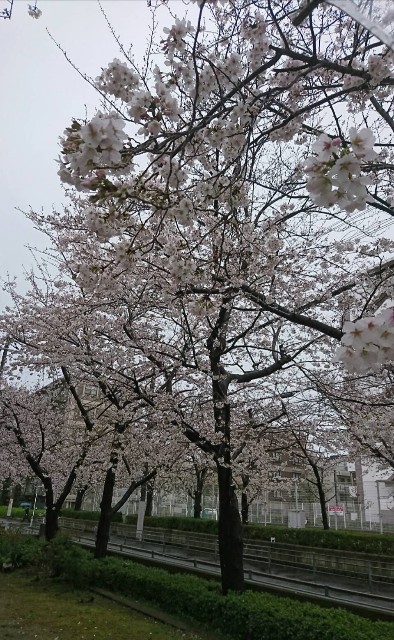 f:id:amgmc:20200401170319j:image