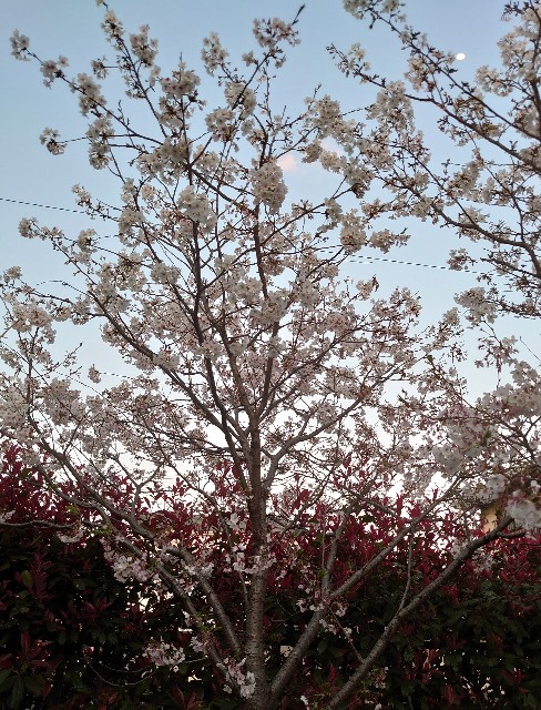 f:id:amgmc:20200404195300j:image