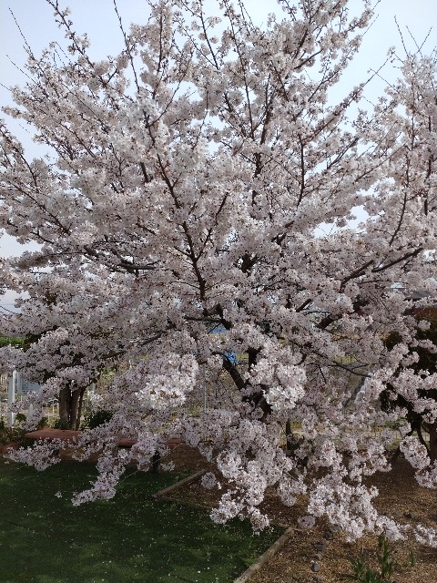 f:id:amgmc:20220402171833j:image f:id:amgmc:20220402171833j:image