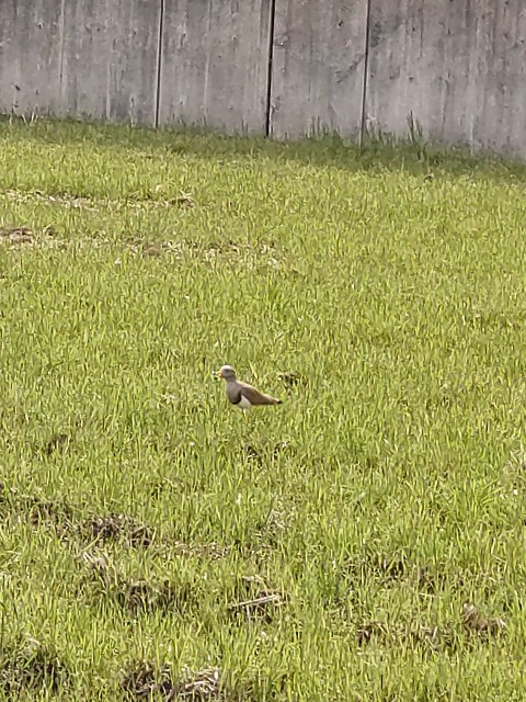 f:id:amgmc:20220402172443j:image f:id:amgmc:20220402172443j:image