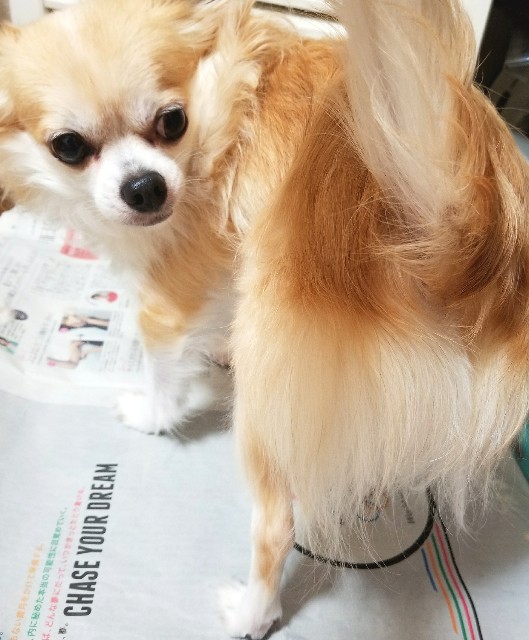 f:id:ami_tanaka:20171110013918j:image