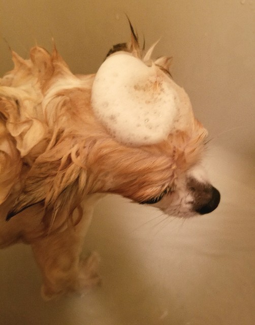 f:id:ami_tanaka:20171110014213j:image