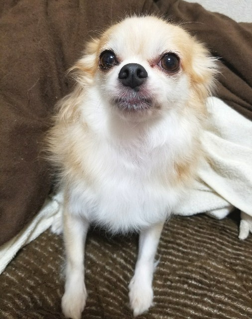 f:id:ami_tanaka:20171110014801j:image