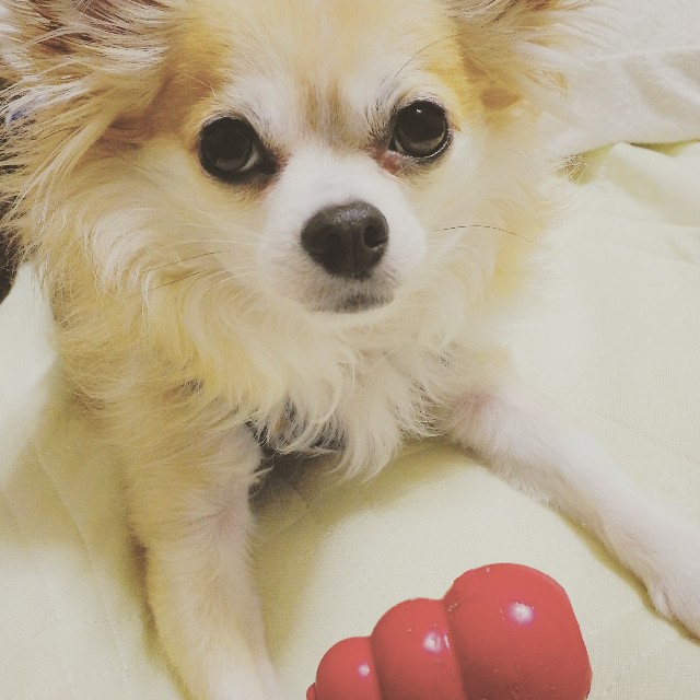 f:id:ami_tanaka:20171216195346j:image