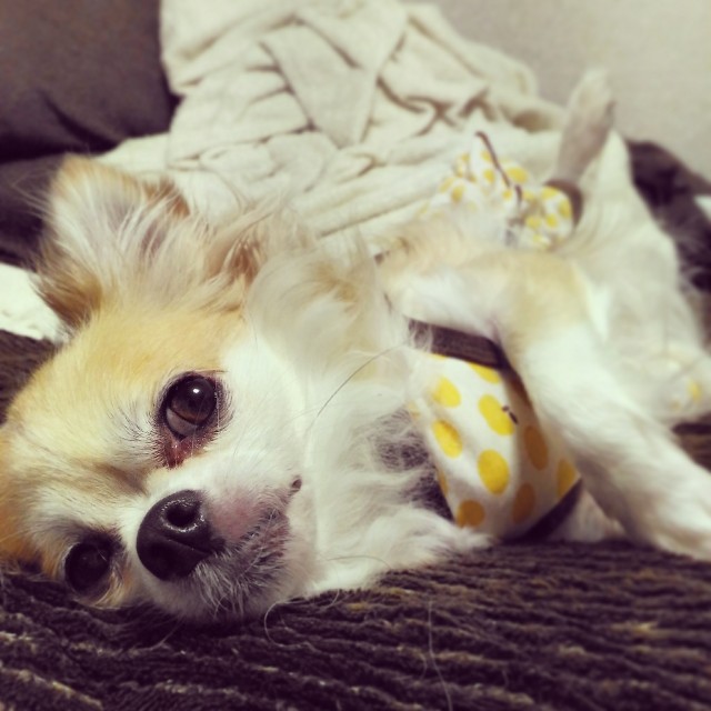 f:id:ami_tanaka:20171216195533j:image