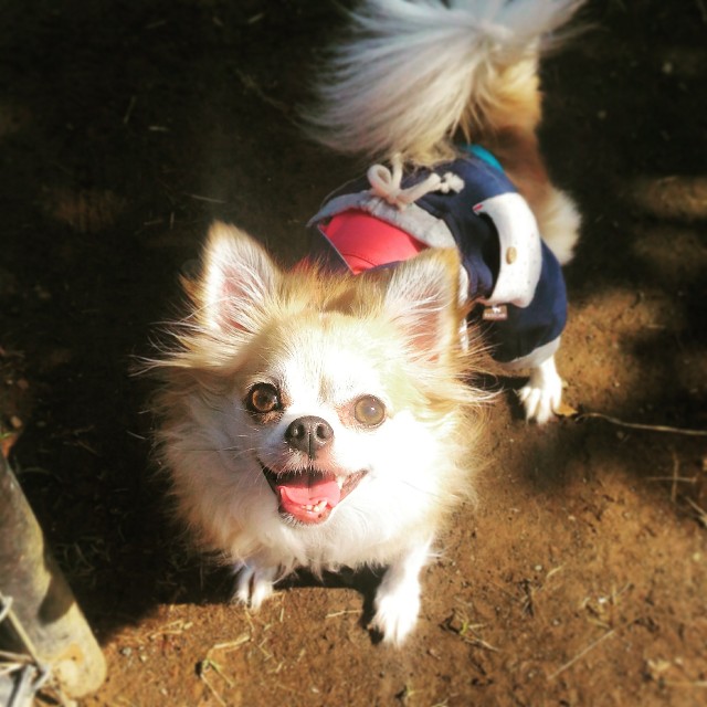 f:id:ami_tanaka:20171216195628j:image