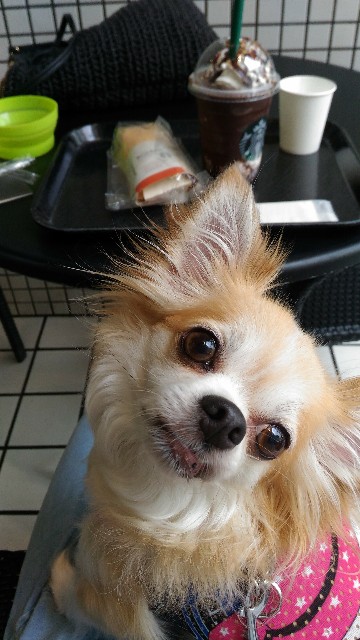 f:id:ami_tanaka:20171216200456j:image