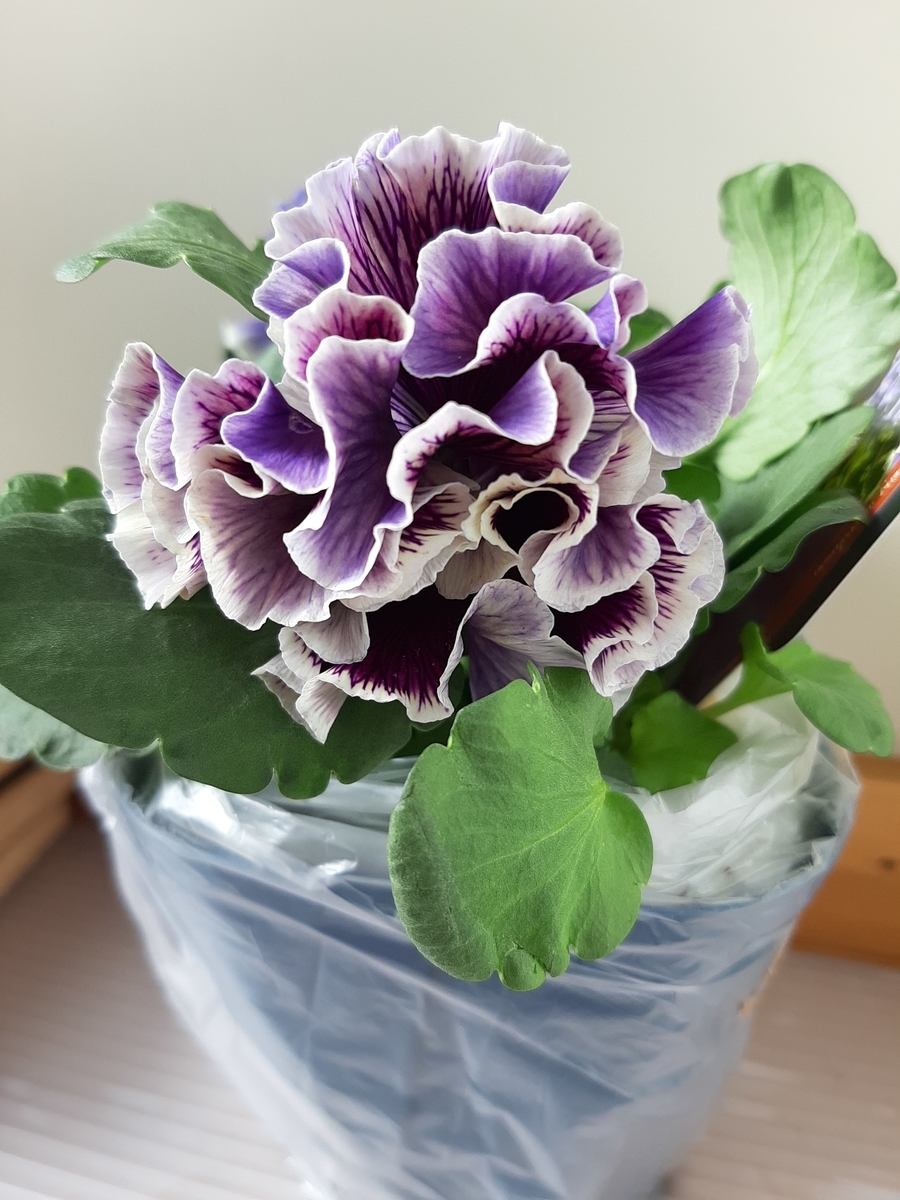 パールさま RA16♥サトウ園芸 ローブドゥアントワネット ♥超人気