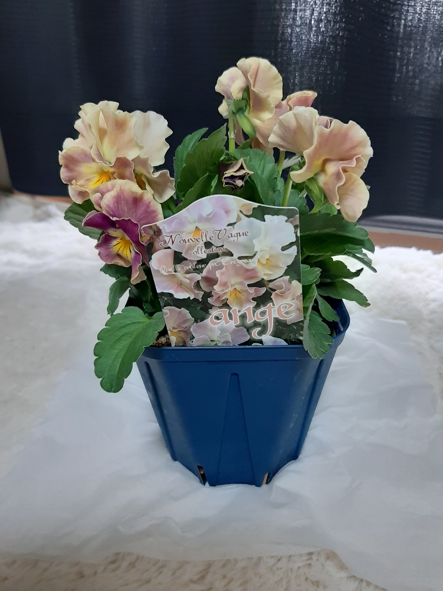 f:id:amidiary:20211207123513j:plain