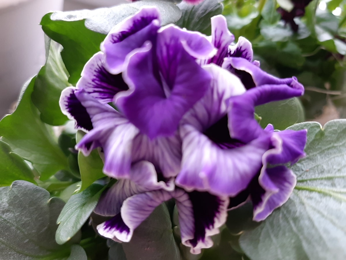 f:id:amidiary:20211219171205j:plain