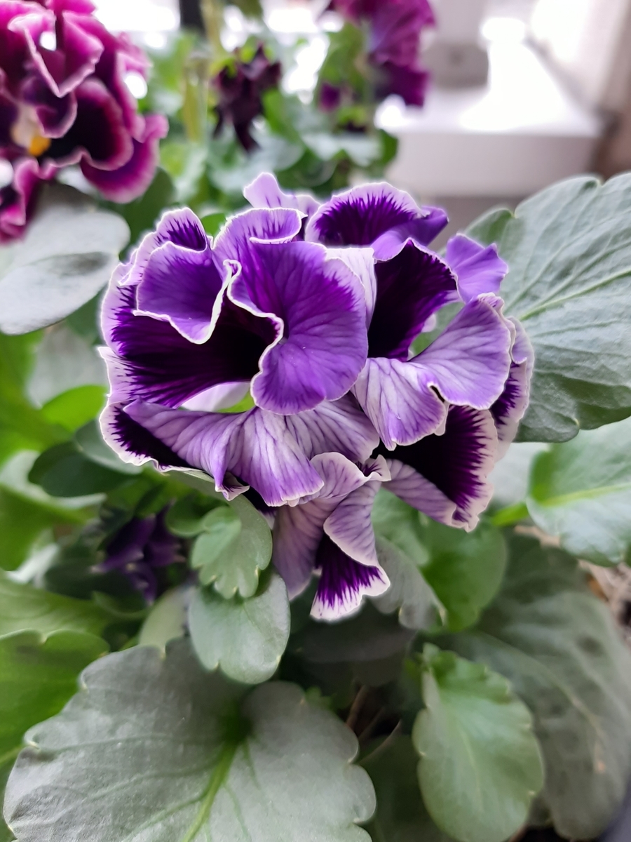 f:id:amidiary:20211219171331j:plain