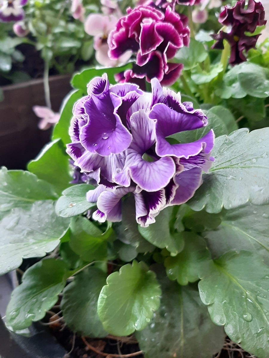 f:id:amidiary:20211219171758j:plain