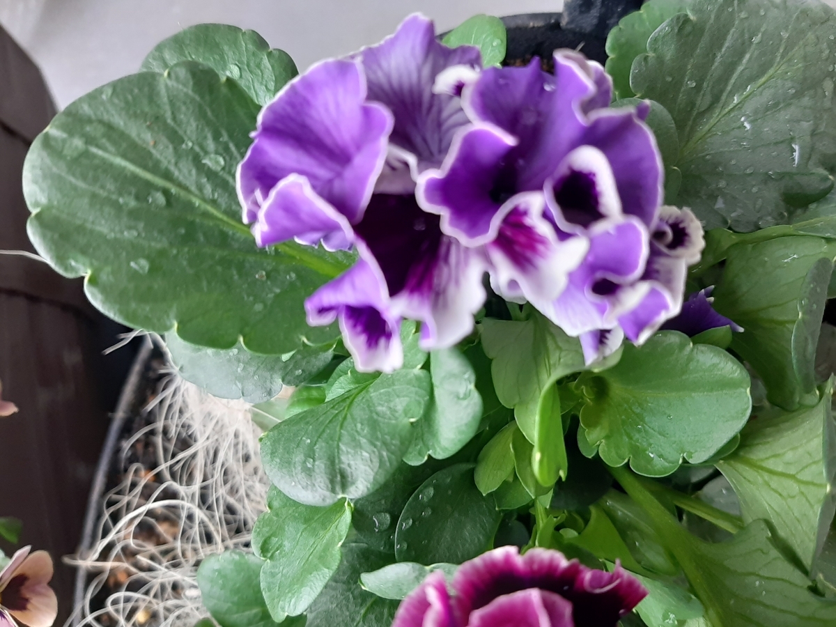 f:id:amidiary:20211219172347j:plain