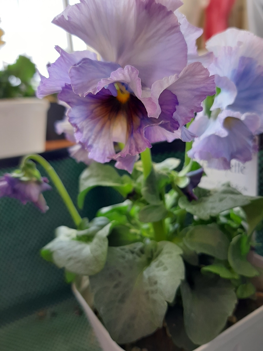 f:id:amidiary:20220207103224j:plain