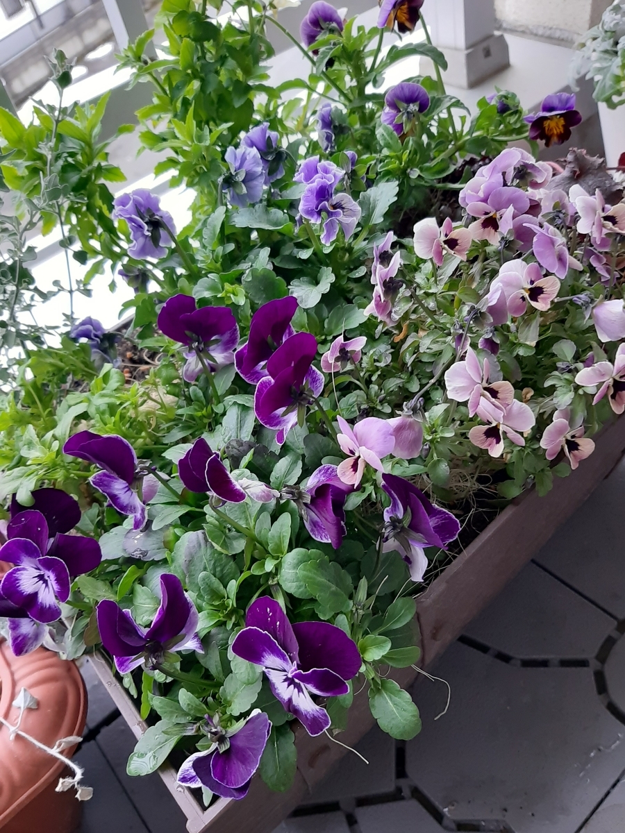 f:id:amidiary:20220215154827j:plain