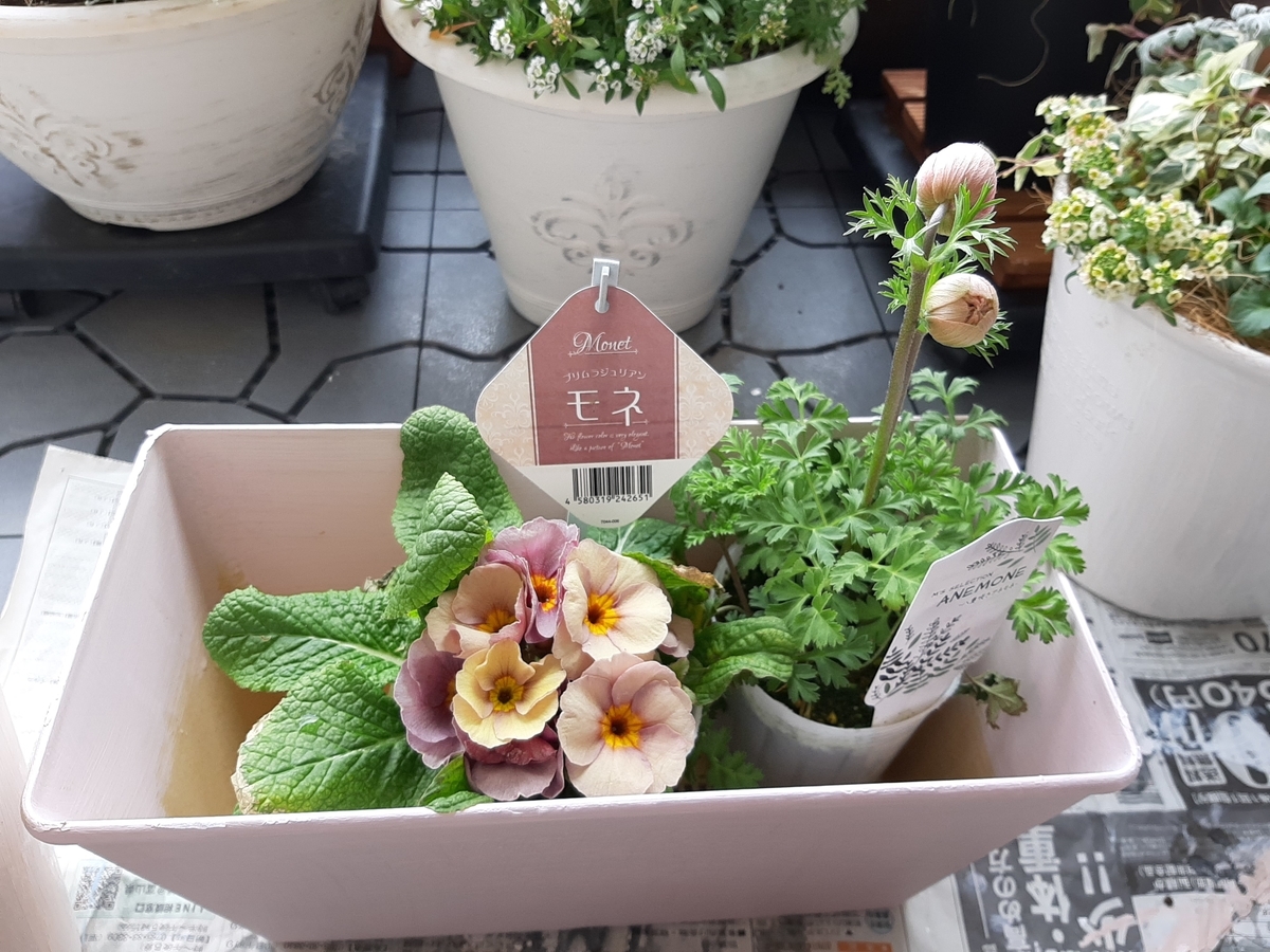 気分は春！八重アネモネでピンクの寄せ植え - amidiary ゆるゆる