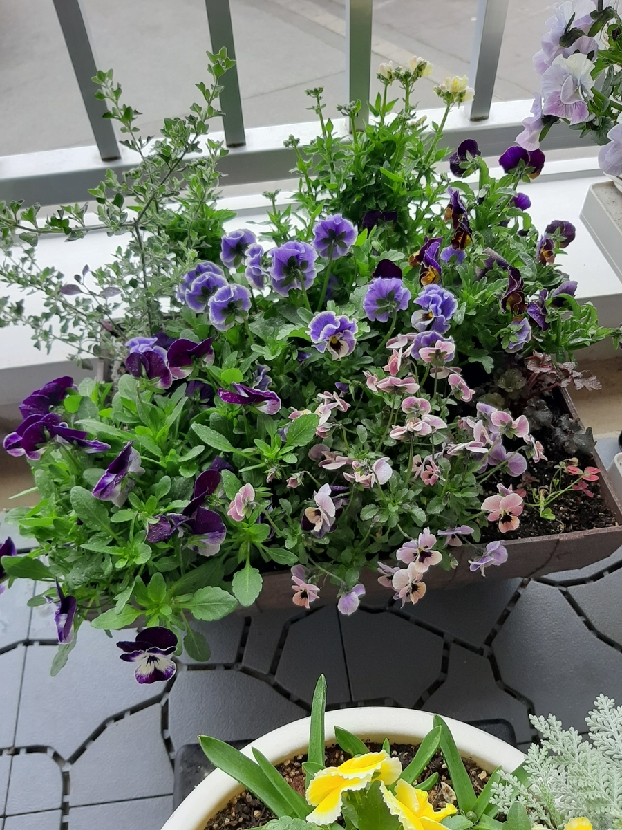 春の庭仕事 寄せ植えのお手入れと防虫 Amidiary ゆるゆる主婦ガーデニング