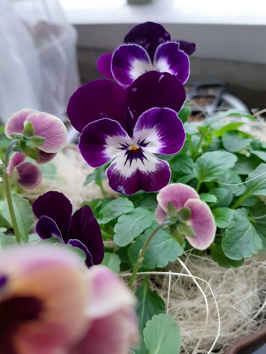 f:id:amidiary:20220406144515j:plain
