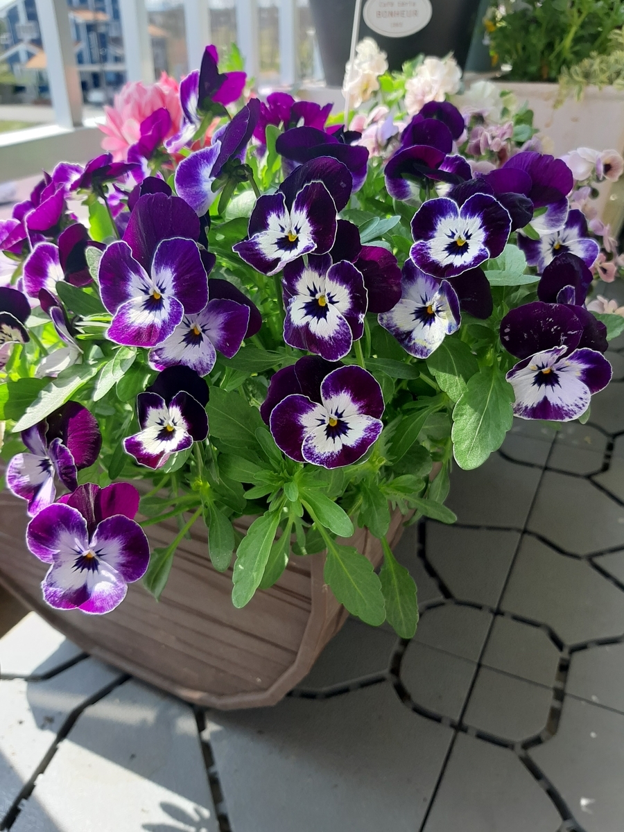 f:id:amidiary:20220406144714j:plain