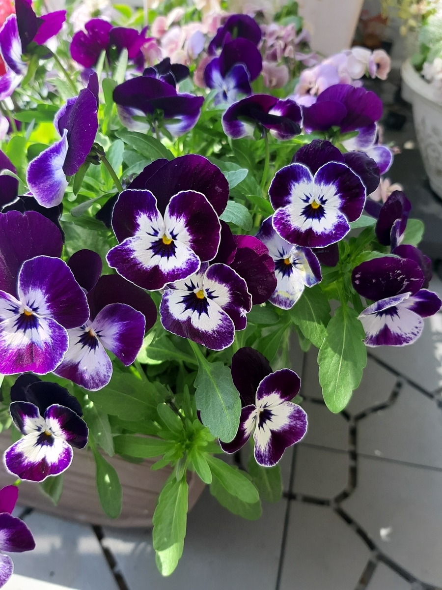 f:id:amidiary:20220406145109j:plain